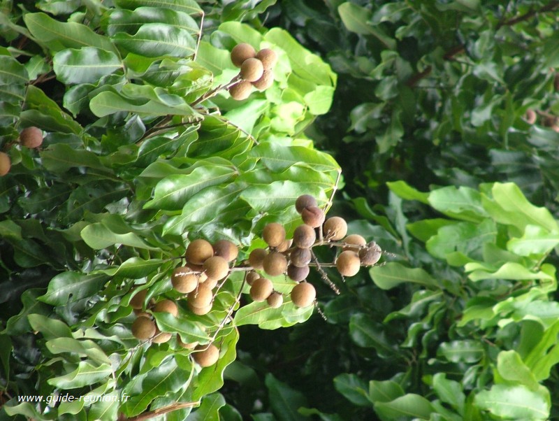 Longani, ile de la Réunion