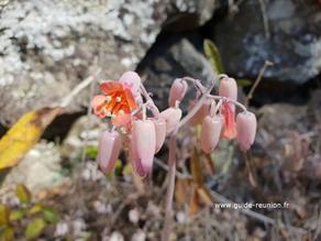 Flore Mafate