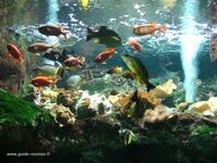 Aquarium de St Gilles Aquarium de St Gilles