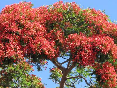 Flamboyant à La Réunion : Tout un symbole Flamboyant à La Réunion