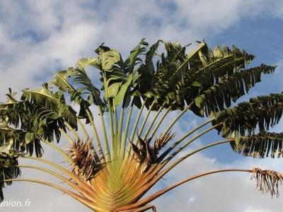 L'arbre du voyageur est largement présent à l'île de la Réunion Arbre du voyageur