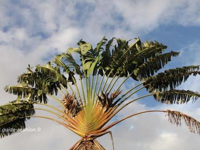 L'arbre du voyageur est largement présent à l'île de la Réunion Arbre du voyageur