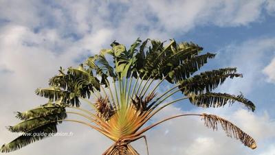 L'arbre du voyageur est largement présent à l'île de la Réunion Arbre du voyageur