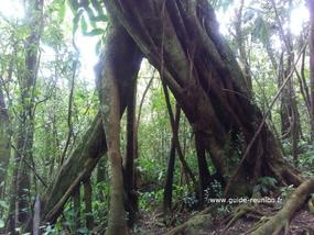 L'affouche est un arbre imposant que vous rencontrerez sur le sentier du sentier d'interprétation dans la forêt de Bon Accueil.