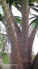 Un palmier d'une autre espèce