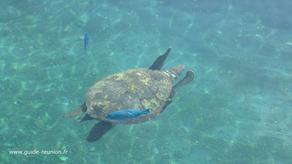 Photo de tortue marine à Kélonia
