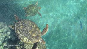 Photo de tortue marine à Kélonia Photo de tortue marine à Kélonia