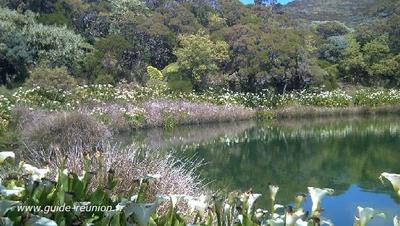 Piton de l'eau et arums à La Réunion Piton de l'eau à l'île de la Réunion