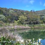 Piton de l'eau et arums à La Réunion Piton de l'eau