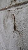 Scorpion à l'île de la Réunion (photo mars 2012) Scorpion