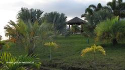 Kiosque au Parc des palmiers