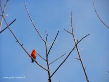 Photo du cardinal - Ile de la Réunion - Seul le mâle est rouge Le Cardinal