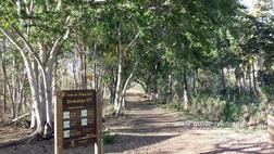 La forêt de l'Etang-Salé propose plusieurs pistes de VTT de différents niveaux Piste VTT dans la forêt de l'Etang-Salé