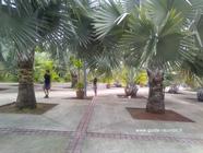 Le parc des palmiers à la Réunion