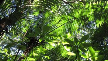 Pour le plaisir : diversité de verts Forêt : du vert clair au vert foncé