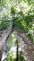 L'affouche du sentier d'interprétation : 1500 ans et plus de 200 mètres de haut ! L'affouche du sentier d'interprétation