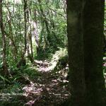 Sentier botanique de Mare Longue