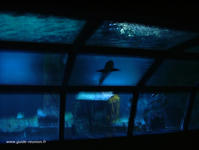 Requin de l'aquarium Requin de l'aquarium