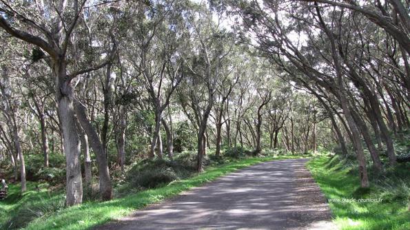 Route forestière du Tévelave - RF6