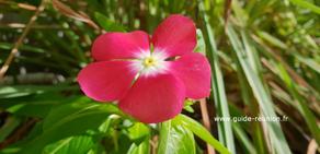 Rose Amère ou Pervenche de Madagascar