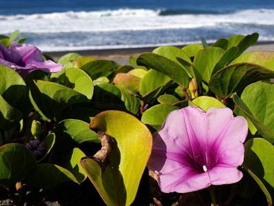 Patate à Durand Patate à Durand - Flore du littoral de la Réunion