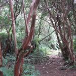 Sentier littoral de Saint-Philippe