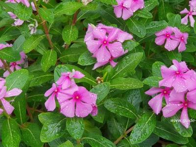 Une photo de la rose amère à l'île de la reunion Photo de rose amères ou pervenche de madagascar