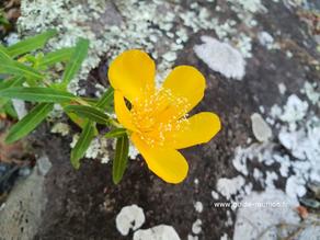 Fleur jaune