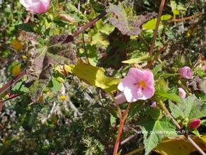 Flore Mafate