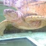 Kélonia : tortues marines