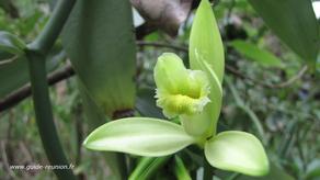 Les fleurs de vanille nous enivrent Les fleurs de vanille nous enivrent