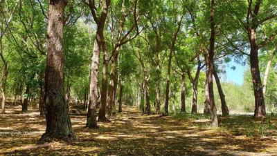 La forêt de l'Etang Salé et son parcours de santé. La forêt de l'Etang-Salé offre une multitude d'activité de loisirs