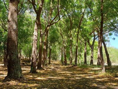 La forêt de l'Etang Salé et son parcours de santé. La forêt de l'Etang-Salé offre une multitude d'activité de loisirs