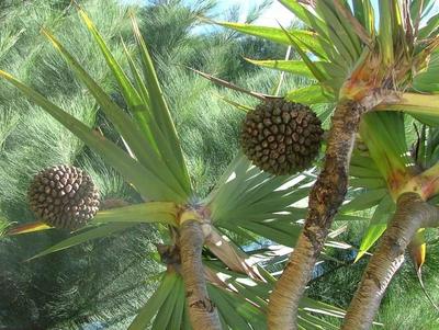 Vacoa et son fruit appelé pimpin à La Réunion Vacoa et son fruit appelé pimpin à La Réunion