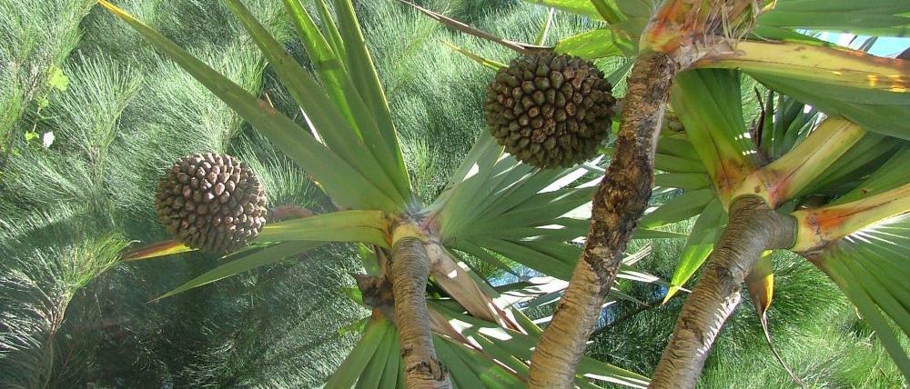 Vacoa et son fruit appelé pimpin à La Réunion