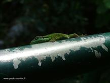 Le lézard vert de Madagascar, observé ici sur le site de Takamaka dans l'Est Le lézard de Madagascar