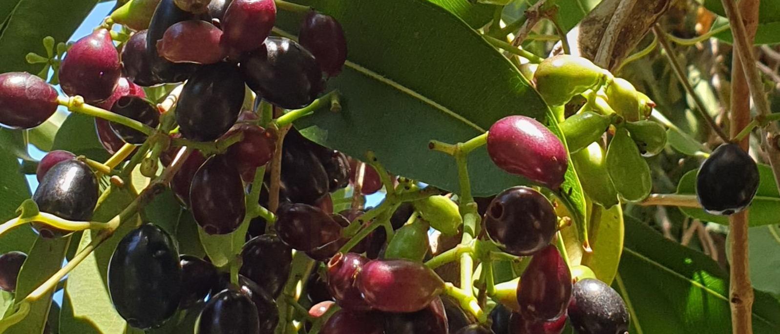 Jamblon : fruit à La Réunion