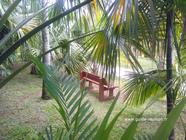 Le parc des palmiers