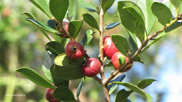 Goyaviers à l'île de la Réunion - Saison de mars avril à juillet août Goyavier de la Réunion