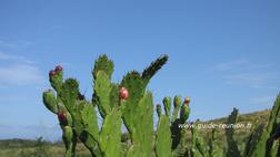 Cactus vers la forêt de l'étang-Salé Cactus vers la forêt de l'Etang-Salé