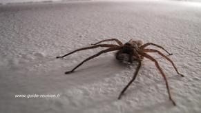 Photo d'une araignée babouk transportant son nid Babouk et ses petits
