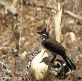 Un oiseau plutôt nuisible pour les espèces endémiques de la Réunion (introduit sur l'île en 1970) Bulbul Orphée ou Merle de Maur...