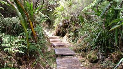 Forêt de La Réunion