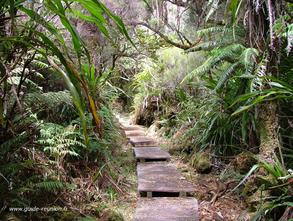 Rendez vous dans les sentiers et forêts primaires de l'île Photo de forêt primaire de la Réunion