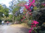Flore et vélo - Forêt de l'Etang-salé - La Réunion Flore et vélo - Forêt de l'Etang-salé - La Réunion