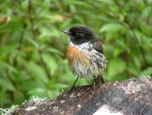 Oiseau endémique de la Réunion, le tec tec est facilement observable car peu farouche Tec Tec
