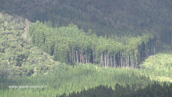 Forêt de cryptomérias Forêt de cryptomérias