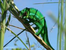 Photo du caméléon de la Réunion L'endormi