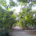 Sentier de randonnée dans la forêt de l'Etang-Salé les Hauts Forêt de l'Etang Salé