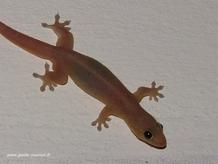Il est partout, le gecko ou margouillat de la Réunion, aussi bien dans les cases que sur les t-shirt... Le margouillat